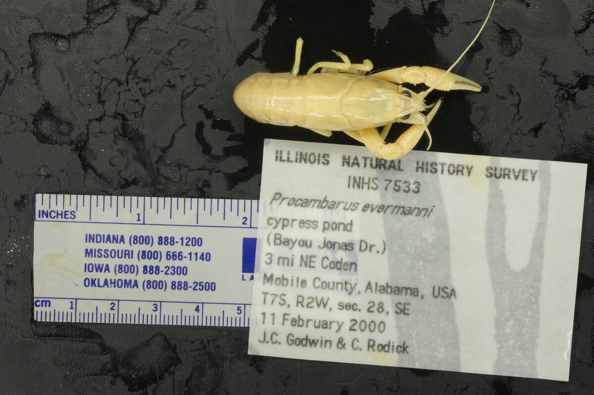 Procambarus evermanni image